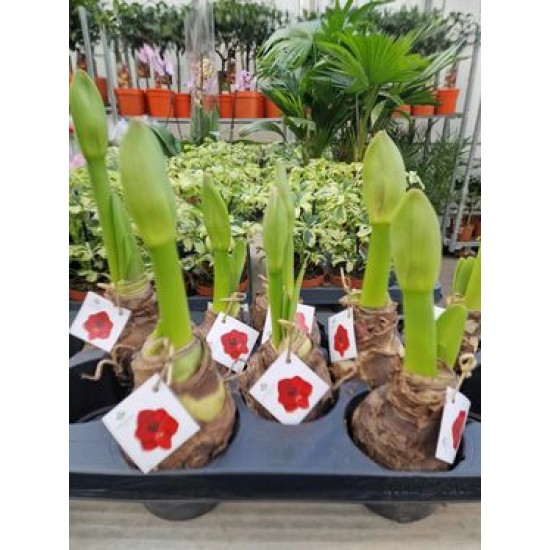 Amaryllis bulbs
