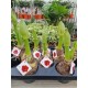 Amaryllis bulbs