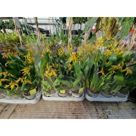 Orchid Encyclical