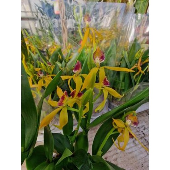 Orchid Encyclical