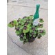 four-leaf clover