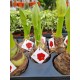 Amaryllis bulbs
