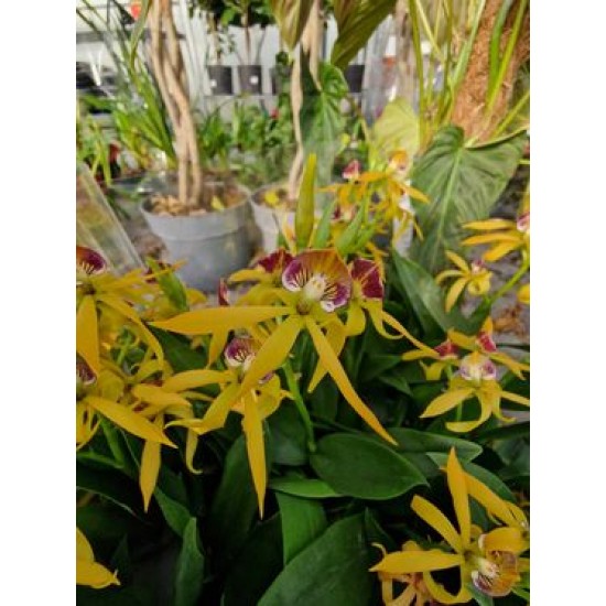 Orchid Encyclical