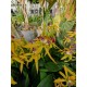 Orchid Encyclical
