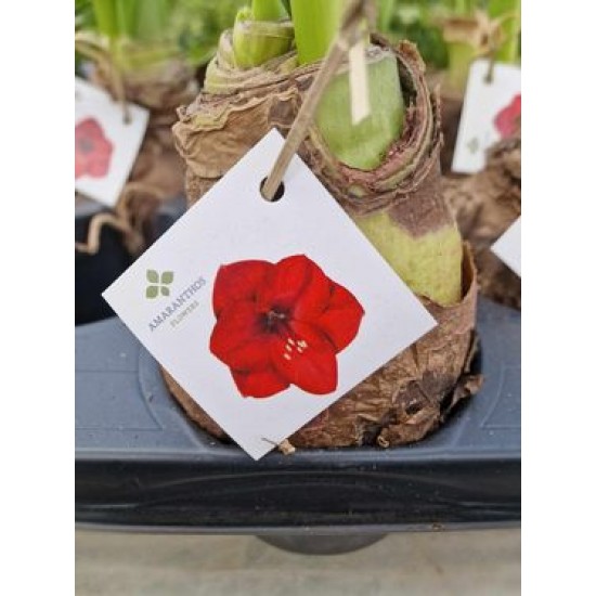 Amaryllis bulbs