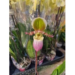 Orchid Paphiopedium Pinocchio