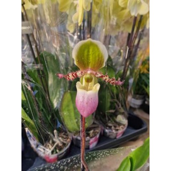 Orchid Paphiopedium Pinocchio