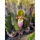 Orchid Paphiopedium Pinocchio