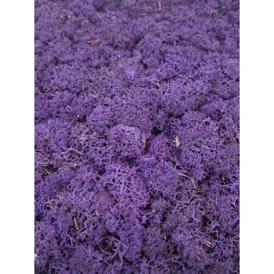 Scandinavian moss 1 kg Purple Premium