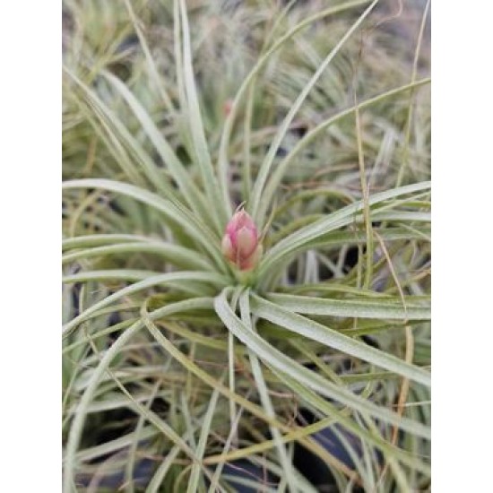 Tillandsia