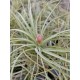 Tillandsia