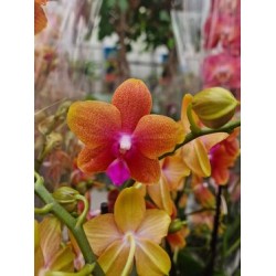 Orchid Phalaenopsis Bolgheri  Perfium