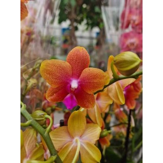 Orchid Phalaenopsis Bolgheri  Perfium