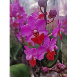  Orchid Phalaenopsis Table Mystery