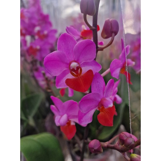 Orchid Phalaenopsis Table Mystery