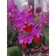 Orchid Phalaenopsis Table Mystery
