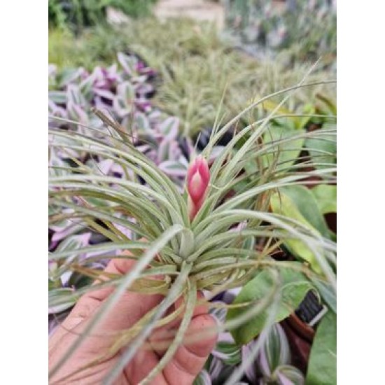 Tillandsia