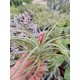 Tillandsia
