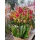 Orchid Phalaenopsis Bolgheri  Perfium