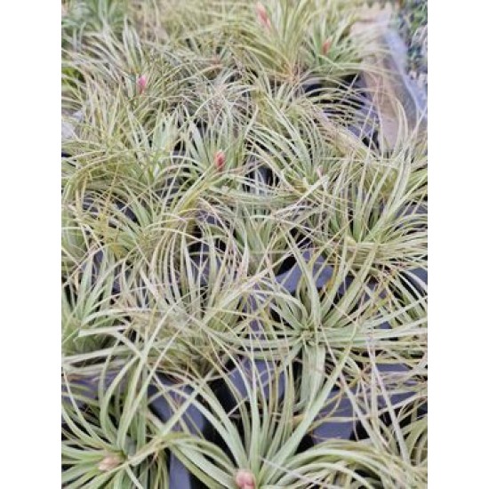 Tillandsia