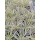 Tillandsia