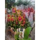 Orchid Phalaenopsis Bolgheri  Perfium