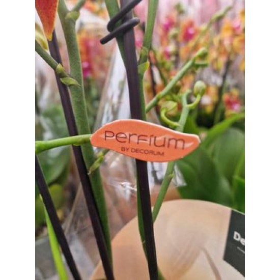 Orchid Phalaenopsis Bolgheri  Perfium