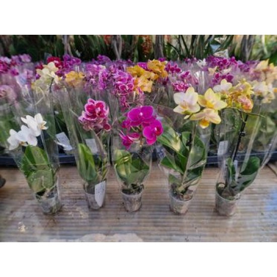 Orchids Phalaenopsis Mini