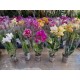 Orchids Phalaenopsis Mini