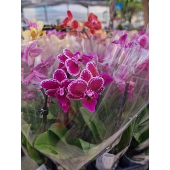Orchids Phalaenopsis Mini