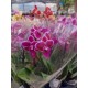 Orchids Phalaenopsis Mini