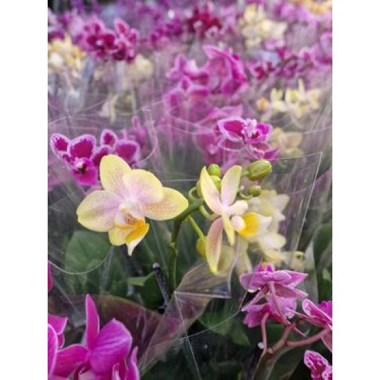 Orchids Phalaenopsis Mini