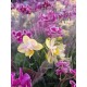 Orchids Phalaenopsis Mini