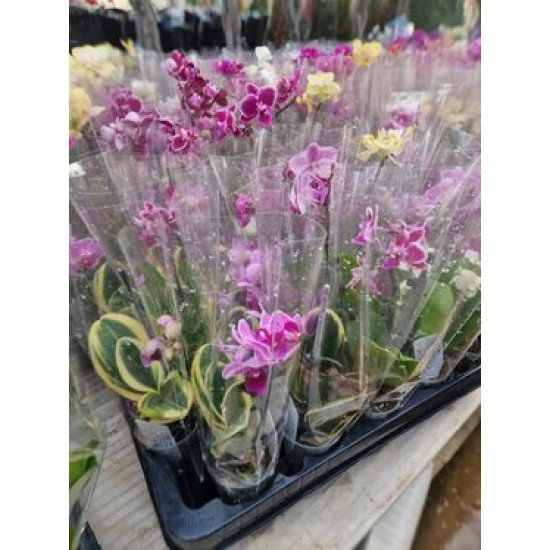 Orchids Phalaenopsis Mini