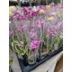 Orchids Phalaenopsis Mini
