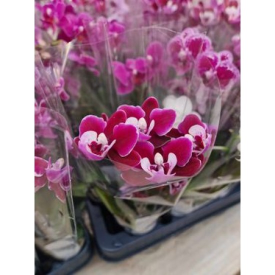 Orchids Phalaenopsis Mini