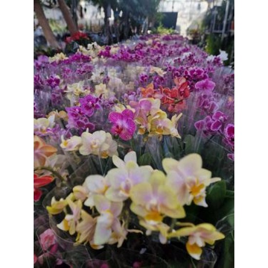 Orchids Phalaenopsis Mini