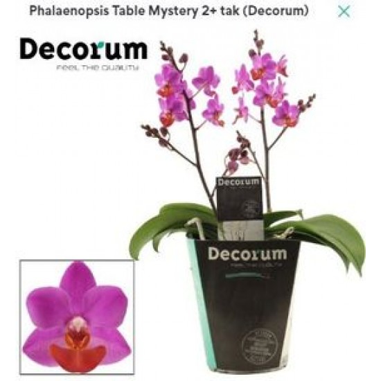 Orchid Phalaenopsis Table Mystery