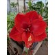 Amaryllis Red Victory