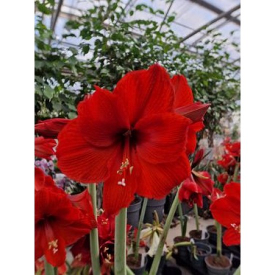 Amaryllis Red Victory