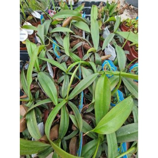 Insectivorous Nepenthes