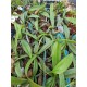 Insectivorous Nepenthes