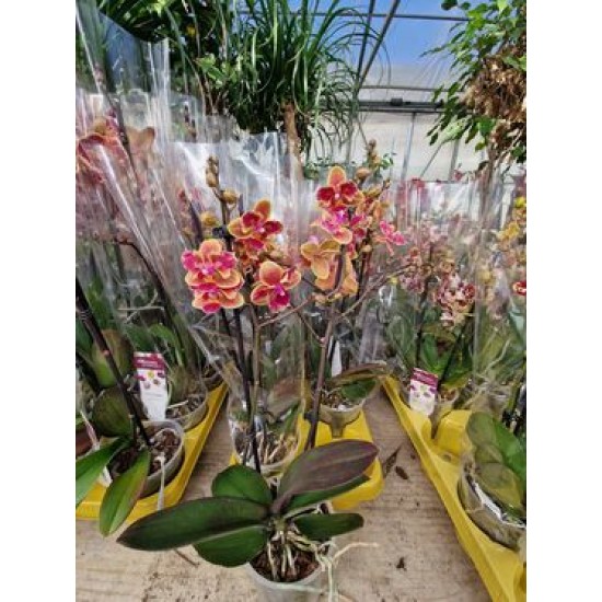 Phalaenopsis Sogo Yellowtris Peloric