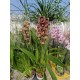 Cymbidium Magic Vogel