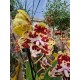 Orchid Phalaenopsis Variegated Butterfly Peloric