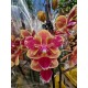 Phalaenopsis Sogo Yellowtris Peloric