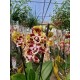 Orchid Phalaenopsis Variegated Butterfly Peloric