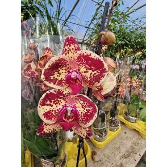 Phalaenopsis Mr. Bean