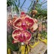 Phalaenopsis Mr. Bean