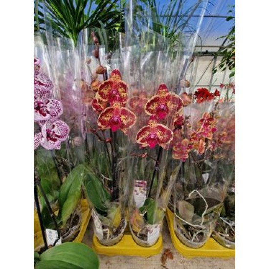 Phalaenopsis Mr. Bean